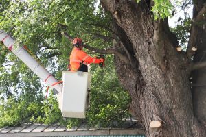 Tree Removal, Tree Cutting, Tree Service, Free Estimates Tree Removal, Tree Cutting, Tree Service, Free Estimates